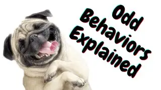 Odd Dog Behavior Explained