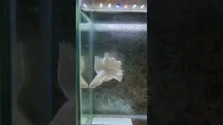 pure white betta fish ❤ most beautiful half moon betta #shorts || #wildlifeandpets ||