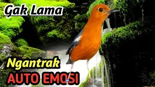 Masteran Anis Merah Gacor Full Isian – Powerful Bird Sound for Daily Training