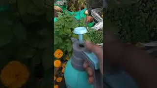 #डहेलिया के पत्तों में लगे कीड़ों का घरेलू उपाय # Meri Bagiya Vlogs