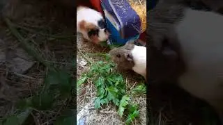 27.5.23...prasiatko mama&prasiatko otec🐹❤️🐹