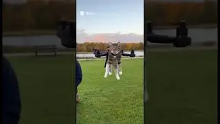Drone Cat flying that's insane! #cat #drone