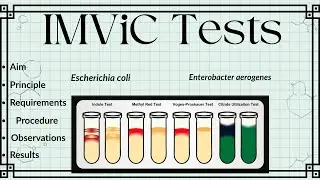 IMViC Tests Explained in Detail | Indole, Methyl Red, VP & Citrate Tests | Microbiology Practical