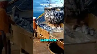 Massive Haul! This Big Fishing Vessel Unload Fresh Tuna #short #viral #fishing