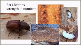 Introduction to Forest Health, Presentation by David Rusch