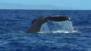 Hawaii Maui humpback whale tail dive watch Pacific Ocean