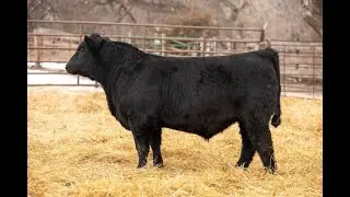 Lot 16: SAC Miner 2841 | Scott Angus Cattle
