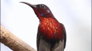 Crimson Sunbird (Aethopyga siparaja) | Stunning Forest Moment