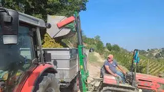 Farmer dumping Moscato grapes into trailer near Valdivilla, Cuneo, Italy, 2023-09-04