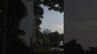 Bats flying around #africa #batman