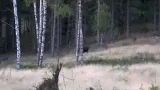Jagt i Sverige