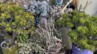 Cuáles tienes? Mi colección de Crassula a en el jardín. Top 11 Crassulas