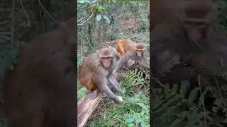 Monkey style eating different