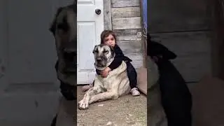 Why Kangals Are the Ultimate Guard Dogs 🔥👌🏽💪🏽🐕#kangal#dog#viral#trending#fyp