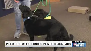 Two peas in a pod: Senior labs seek forever home together