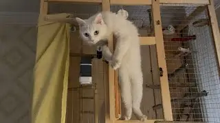 Deaf Cat Identifies as a Bird