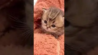 🥺🥺 #cat #kitten #cuteanimal #cutepet #cute #cutebaby #cutecat