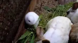 【Earless Rabbit】耳なしウサギ　奇形はよくあるよ【Inga】ヴィンセント