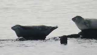 Harbor Seals wintering in Sandy Hook, NJ