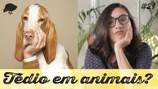 COMPORTA #21 Animais tem t&eacute;dio?