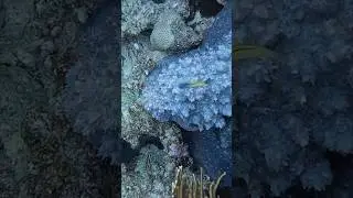 Graceful Red Sea mimic blenny @RedSeaBit #fish #redsea #gopro  #reeflife #snorkeling