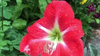 Flower diversity in Moldova