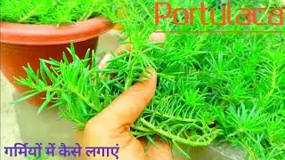 Portulaca plant care.Moss Rose plant care.Moss rose. Portulaca plant fertilizer #portulaca #mossrose