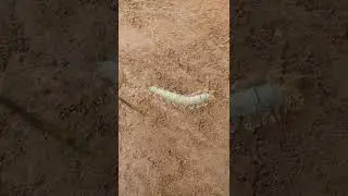 did you know that a mango  🌲 tree has catapilers watch this video