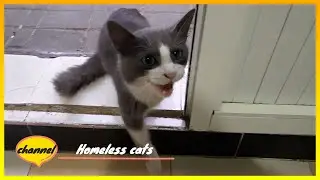 Solidarity with the vulnerable  How care and nutrition can change the fate of poor and homeless cats