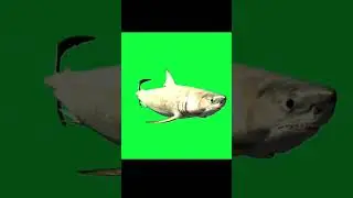 Fish Green Screen Video Effects#greenscreenvideo #shorts