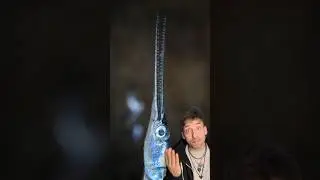 I&rsquo;d like you to meet the Needlefish 👀 #needlefish