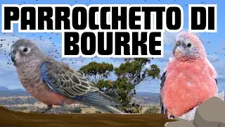 Il PAPPAGALLO PERFETTO per NEOFITI - PARROCCHETTO DI BOURKE #parakeet #bourkesparrot