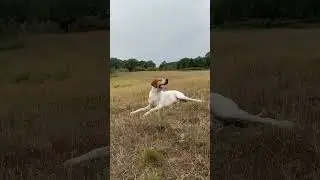 My Pointer