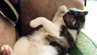 잠자는 쿠쿠 Sleeping Cookoo (with White Noise) [ASMCookoo]