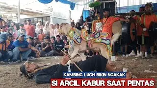 Kuda renggong - Atraksi kambing lucu bikin ngakak