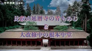【世界遺産】比叡山延暦寺の青もみじ／根本中堂は１０年かけて改修中　Enryakuji Hieizan