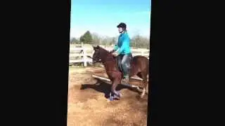 Mt Ridge Gazelle!  Welsh pony for sale