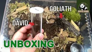 UNBOXING | Aphonopelma Mooreae & Theraphosa Stirmi