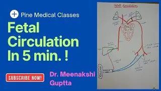 ✅️Fetal Circulation 🤩 Steps of foetal circulation ❤️  Cardiovascular System