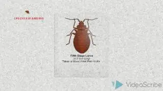 Life cycle of a bed bug pictures