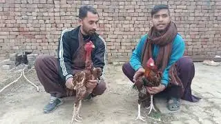 jor done Khalid Qureshi group.peela home breed bohat ACHA patha ha