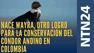 Nace Wayra, Otro Logro para la Conservaci&oacute;n del C&oacute;ndor Andino en Colombia