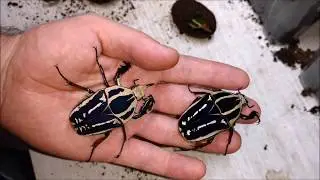 Beautiful easy pet beetle, mecynorrhina torquata ugandensis, fresh adults.