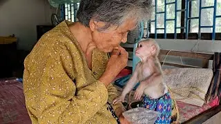 Wake Up to Happiness! Monkeys Jack Fully Happy In Hammock & Curious Grandma Eating