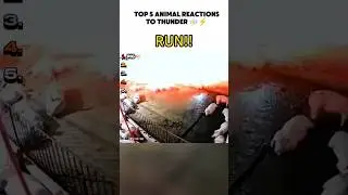 How animals Reactions when they hear thunder