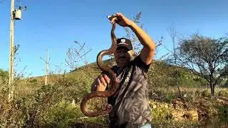 CHICO E A COBRA QUE MATA 7 | TURMA DA CHÁCARA