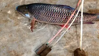 लाइव प्रसारण मछली मार्केट। Regular fish cutting in market Maharajganj 😋 #viral #fishing 