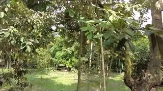 Durian Farm, Chanthaburi Thailand