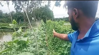 সবজি চাষে লাভোবান হওয়ার চেষ্টায়,চাকরি ছারলাম।