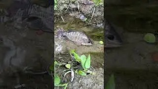 🎣 Fishing for LIFE in a Desi Village | A Day of Traditional Fishing in Rural Life 🌾 Village Ltd